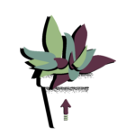 shaky plant - swipe up